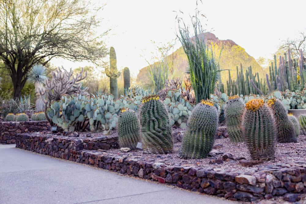 Desert Botanical Garden Phoenix, Central Arizona.
