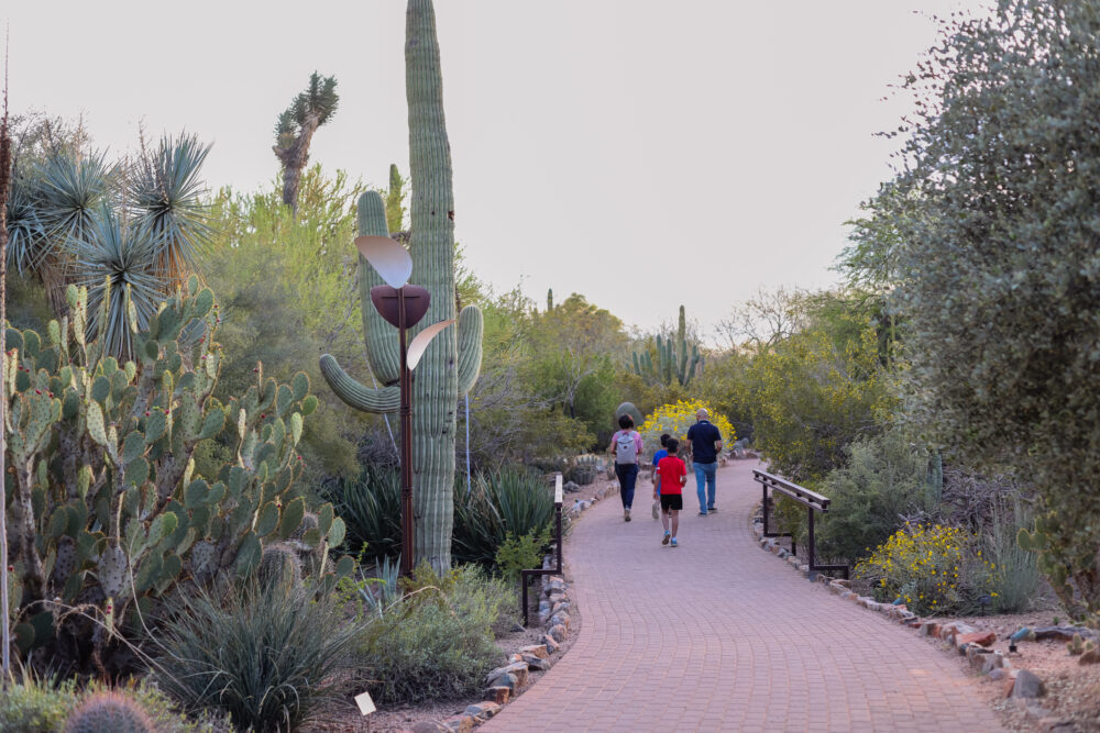 Desert Botanical Garden, Phoenix, Arizona.